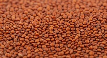 A close up captures a mass of small, reddish quinoa seeds with a shallow depth of field. photo
