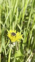 Wild beetle on dandelion flower in green meadow closeup spring nature scene video