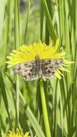 Butterfly on dandelion flower in spring meadow showing fragile ecosystem beauty video