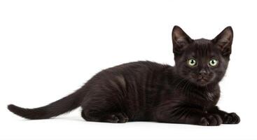A charming black kitten with captivating green eyes is resting on a white surface. photo