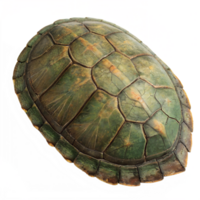 A beautifully textured turtle shell with an aged appearance., isolated on a transparent background png