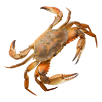 Top view A crab walking, isolated on a transparent background png