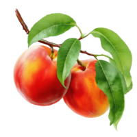 Two peaches with leaves on a branch on transparent background png