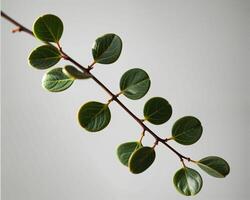 Green Leafy Branch with Fresh Leaves Against a Soft Background photo
