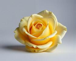 Yellow Rose Bloom with Soft Petals on Neutral Background photo