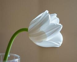 Elegant White Tulip in Glass Vase with Soft Background Light photo