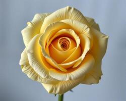 Fresh Yellow Rose Bloom with Soft Petals Against Neutral Background photo