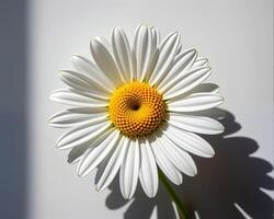 Bright White Daisy Flower with Yellow Center in Natural Light photo