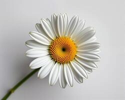 Bright White Daisy Flower Close-Up on Plain Background photo