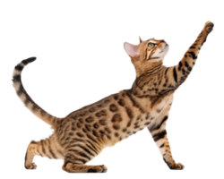 A playful Bengal cat stretches its paw upward, showcasing its elegant spotted coat and agile form. png