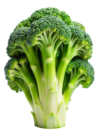 Fresh green broccoli with vibrant florets, showcasing its crisp texture and nutritious appeal. png