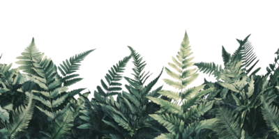 Green fern leaves isolated on transparent background png