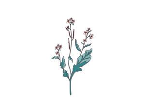 Botanical wildflower isolated on white background. Hand drawn pastel blue plant with stems, leaves, pink flowers illustration. Graphic design element for Birthday Invitation Greeting Card Print vector