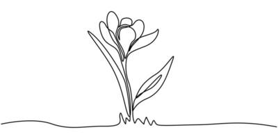 continuous one line art drawing, bouquet of flowers crocus spring and summer, drawing with one line illustration white background vector