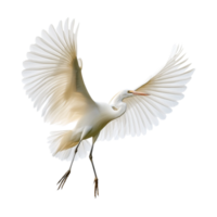 a an egret flying in the air on a transparent background png