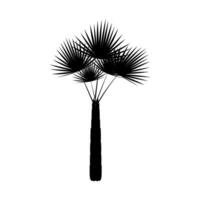 Silhouette of palm tree on white background. illustration design. vector