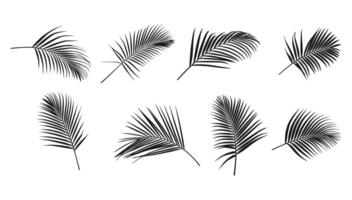 Black silhouette of palm leaf on white background vector