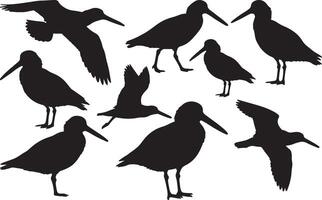 Silhouette of an American Oystercatcher vector