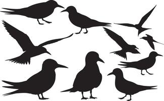 Silhouette of an Arctic Tern vector