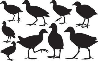Silhouette of a Common Gallinule vector