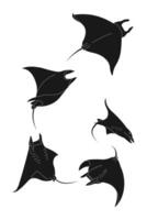 Black silhouette of stingray fish on a white background vector