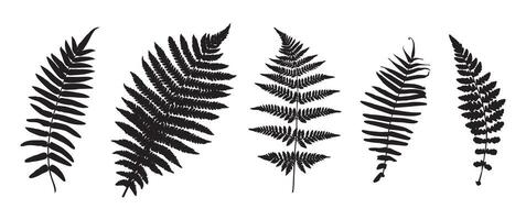 Isolated fern leaf on a white background for design vector
