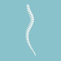 Illustration of a white spine for diagnostic purposes vector