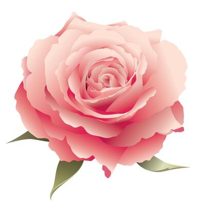 Blooming pink rose flower isolated on white background graphic illustration.