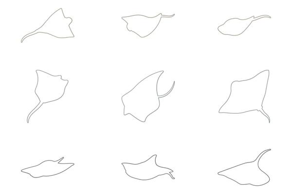 Manta Ray Outline Icon Set