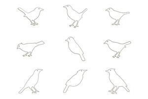 Myna Bird Outline Icon Set vector