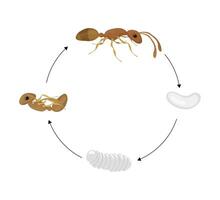 Ant Life Cycle Showing Different Stages of Development vector