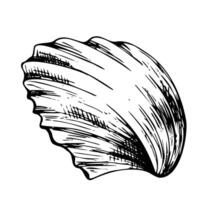 Underwater world with seashell. Graphic illustration hand drawn in black ink. Isolated object EPS vector