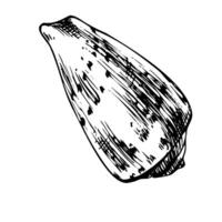 Underwater world clipart with seashell Graphic illustration hand drawn in black ink Isolated object EPS vector