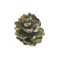 Pine cone is brown Watercolor illustration, hand drawn. Isolated object on a white background vector