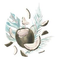 The coconuts are whole and opened with the leaves of tropical palm trees. Watercolor illustration Composition of a large set of COCONUT. For decoration and design of food, cosmetics, packaging, logo. vector