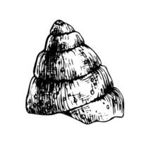 Underwater world clipart with seashell. Graphic illustration hand drawn in black Isolated object EPS vector