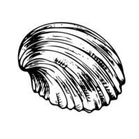 Underwater world clipart with seashell Graphic illustration hand drawn in black ink. Isolated object EPS vector