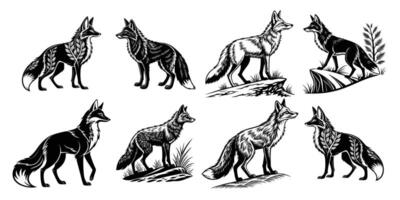 Foxes in different poses and positions vector