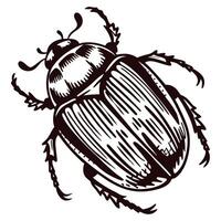 Detailed black and white of a beetle with distinctive patterns and textures vector