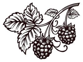 Vintage botanical of ripe blackberries with intricate leaf detail vector