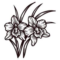 Black and white of two daffodils with leaves in intricate design vector