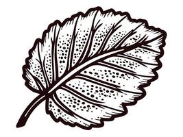 Detailed of a single leaf with visible veins and textured surface vector