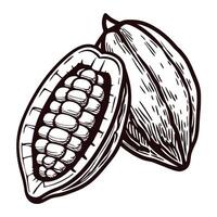 Detailed of open and closed cacao pods displaying cocoa beans vector