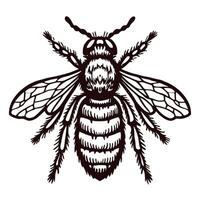 Detailed of a honey bee with intricate wing patterns vector
