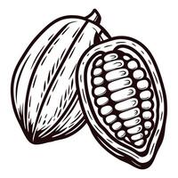 Detailed black and white of cacao pods with open seeds vector