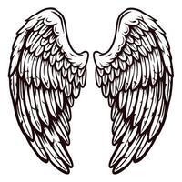 Intricate line art of angelic wings with detailed feathers in black and white design vector