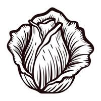 Detailed black and white of a blooming rose with intricate petal patterns vector