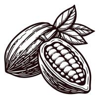 Cocoa pod with seeds and leaves in vintage vector