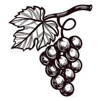 Vintage grapevine depicting a bunch of grapes with leaf in detailed line art vector