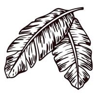 Detailed of banana leaves with intricate veining patterns in black and white vector